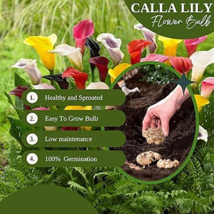 Flower Seeds Calla lily Bulbs (Pack of 1)