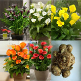 Flower Seeds Calla lily Bulbs (Pack of 1)