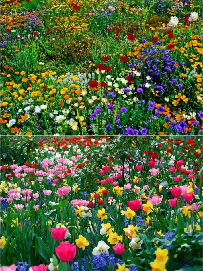 Mixed exotic Italian wildflowers seeds