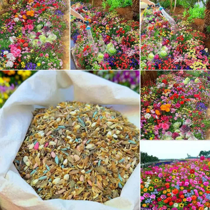 Mixed exotic Italian wildflowers seeds