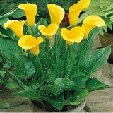 Flower Seeds Calla lily Bulbs (Pack of 1)