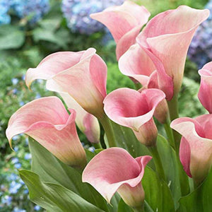 Flower Seeds Calla lily Bulbs (Pack of 1)