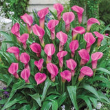 Flower Seeds Calla lily Bulbs (Pack of 1)