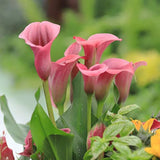 Flower Seeds Calla lily Bulbs (Pack of 1)