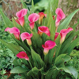 Flower Seeds Calla lily Bulbs (Pack of 1)