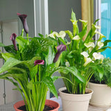 Flower Seeds Calla lily Bulbs (Pack of 1)