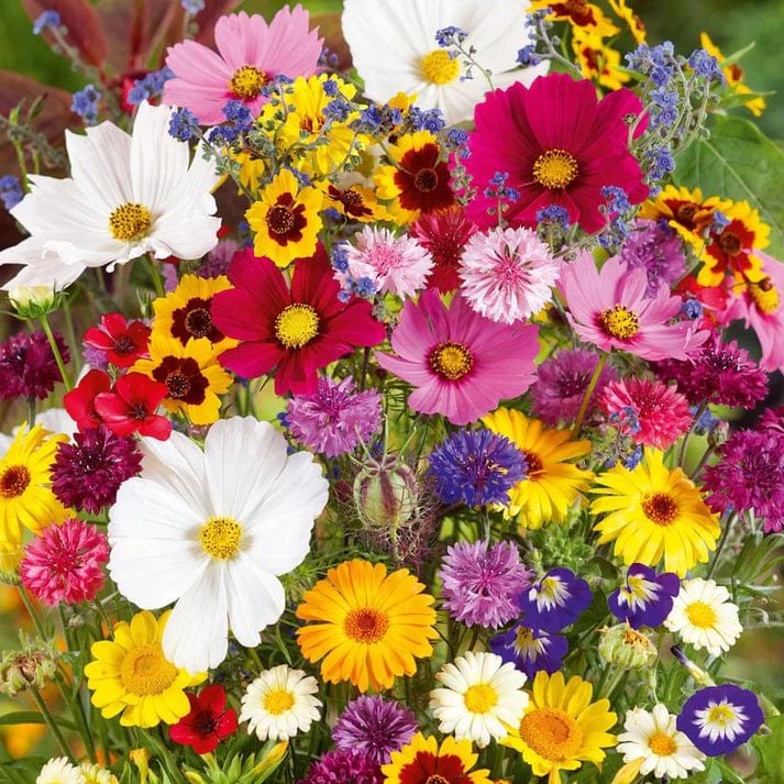 Mixed exotic Italian wildflowers seeds