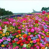 Mixed exotic Italian wildflowers seeds